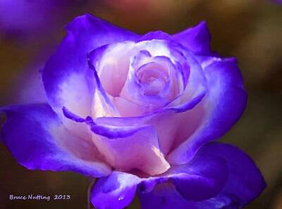 Road Trip - Purple and Pink Rose by Bruce Nutting