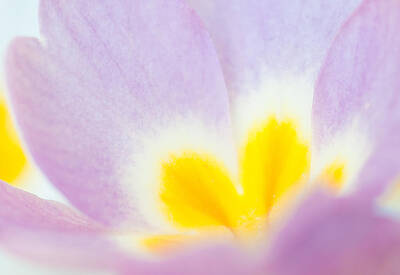 Abstract Flowers Photos - Purple and yellow primrose petals - bright and soft spring flower by Matthias Hauser