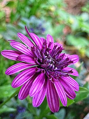 Halloween Elwell Royalty Free Images - Purple Aster Royalty-Free Image by Doug Morgan