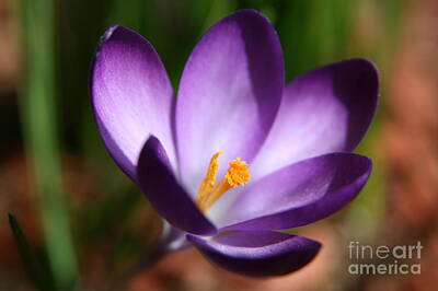 Botanical Farmhouse - Purple Crocus  by Neal Eslinger