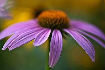 Blooming Daisies - Purple Daisy by Alex Grichenko