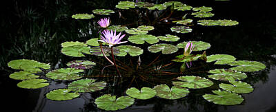 Lilies Photos - Purple Water Lilies by Athena Mckinzie