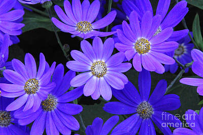 Western Buffalo Royalty Free Images - Purple Flowers Royalty-Free Image by Cynthia Merino