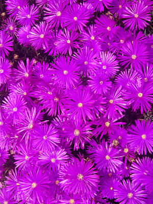 Pineapple - Purple Ground Cover Delosperma Ice Plant Coronado California by Sharon French