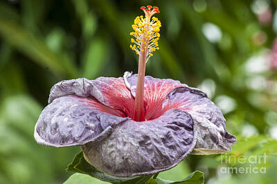 Wilderness Camping - Purple hibiscus aka Moody blue by Darleen Stry