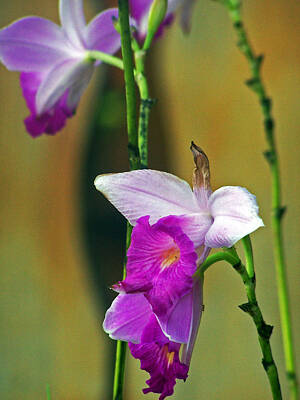 World War 2 Action Photography - Purple Orchid by Jennifer Robin