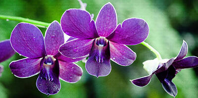 Best Sellers - Crystal Wightman Royalty-Free and Rights-Managed Images - Purple Orchids by Crystal Wightman