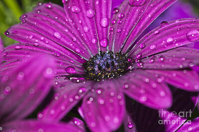 Clouds Royalty Free Images - Purple Osteospermum 6 Royalty-Free Image by Steve Purnell