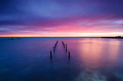 Bear Photography - Purple sea sunset by Evgeni Ivanov