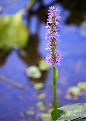 Quotes And Sayings - Purple Swamp Flower by Carol Groenen