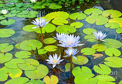 Lilies Royalty-Free and Rights-Managed Images - Purple water lilies in a pond. by Jamie Pham