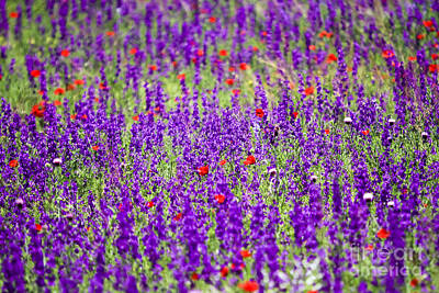 Woodland Animals - Purple wildflowers  by Vladi Alon