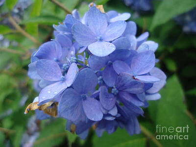 Holiday Cheer Hanukkah - Rain Kissed Blue Violet Hydrangea by Paula Talbert