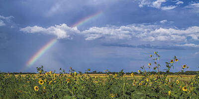 Dancing Rights Managed Images - Rainbow over sunflowers Royalty-Free Image by Rob Graham