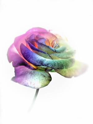 Roses Photos - Rainbow Rose by Marianna Mills