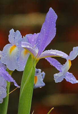Zen Rights Managed Images - Rainy Day Series - Purple Iris I Royalty-Free Image by Suzanne Gaff