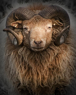Randall Nyhof Royalty-Free and Rights-Managed Images - Ram Portrait by Randall Nyhof