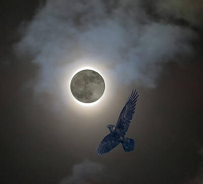 Rights Managed Images - Raven Moon Royalty-Free Image by Richard Griffis