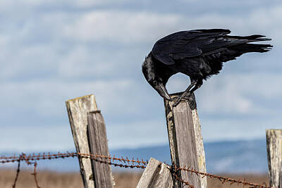 Wild Weather - Raven on a Fence Post by Kathleen Bishop