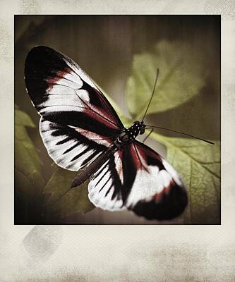 Impressionist Landscapes Rights Managed Images - Red And Black Butterfly Polaroid Royalty-Free Image by Bradley R Youngberg