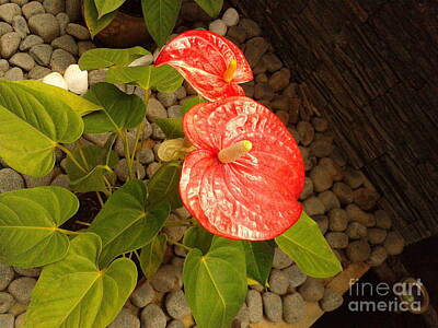 Fashion Paintings Rights Managed Images - Red Anthurium Royalty-Free Image by Pixel Artist
