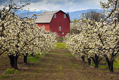 Food And Beverage Photos - Red Barn Spring by Michael Dawson