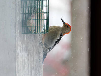 Solar System Art - Red-Bellied Woodpecker  Through The Doorway by Holden The Moment