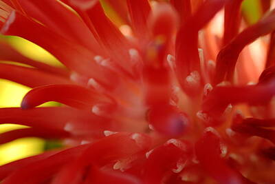 Sultry Plants Rights Managed Images - Red Bromeliad Royalty-Free Image by Greg Allore