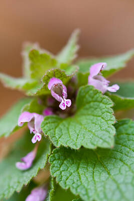 War Is Hell - Red Deadnettle by Melinda Fawver