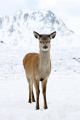 Mammals Photos - Red Deer in snow by Grant Glendinning