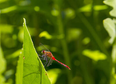 Sports Royalty-Free and Rights-Managed Images - Red Dragonfly by David Tennis