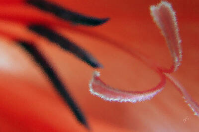Abstract Flowers Photos - Red Gladiolus Abstract by Ben and Raisa Gertsberg
