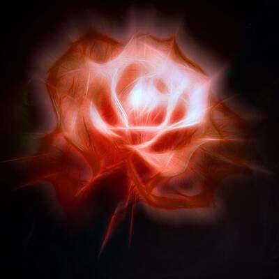 Garden Signs Rights Managed Images - Red Glow Fragile Rose Royalty-Free Image by Lilia S