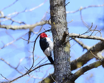 The Rolling Stones Rights Managed Images - Red-headed Woodpecker Royalty-Free Image by Steve Samples