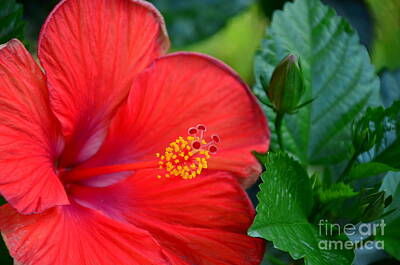 Patriotic Signs - Red Hibiscus With Green Bud by Bob Sample