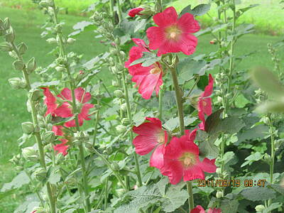 Water Droplets Sharon Johnstone - Red Hollyhocks by Tina M Wenger