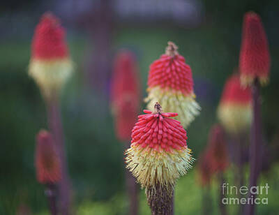 Art History Meets Fashion Rights Managed Images - Red Hot Poker Plant Royalty-Free Image by Carrie Cole