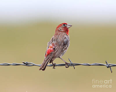 Recently Sold - Birds Photos - Red House Finch On Barbed-Wire by Robert Frederick