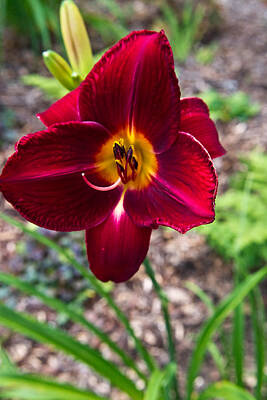 Rights Managed Images - Red Lady Lily 1 Royalty-Free Image by Douglas Barnett