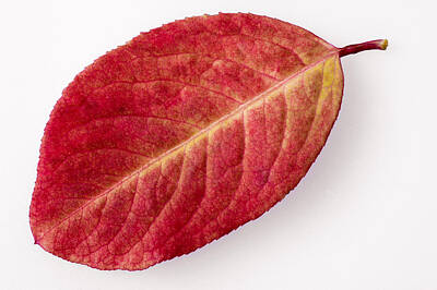 Bath Time - Red leaf in fall with white background by Matthias Hauser
