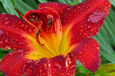 Mountain Landscape Royalty Free Images - Red Lily After the Rain Royalty-Free Image by Beth Venner