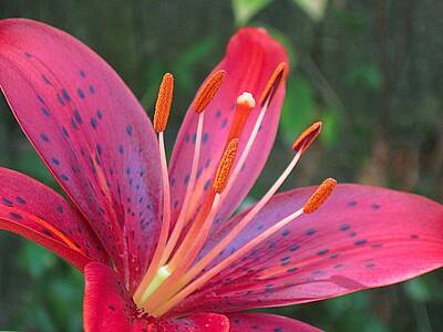 Lilies Digital Art - Red Lily Close Up 3 by Doug Morgan