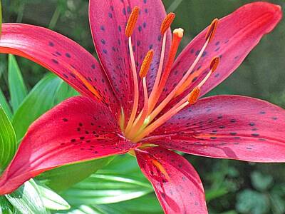Lilies Digital Art - Red Lily Close Up 2  by Doug Morgan