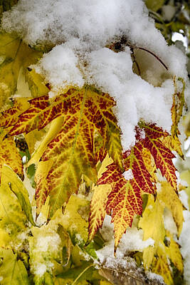 James Bo Insogna Rights Managed Images - Red Maple Leaves In The Snow Royalty-Free Image by James BO Insogna