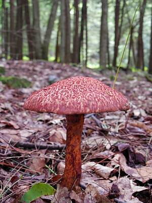 Bicycle Graphics - Red Mushroom by Anthony Thomas