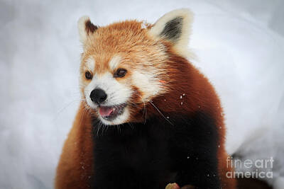 Terry Oneill - Red Panda by Rebecca Brooks