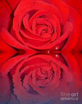 Curated Travel Chargers - Red Rose Reflects by Susan Garren