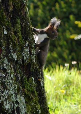 Fairy Watercolors Rights Managed Images - Red Squirrel - Austria Royalty-Free Image by Phil Banks