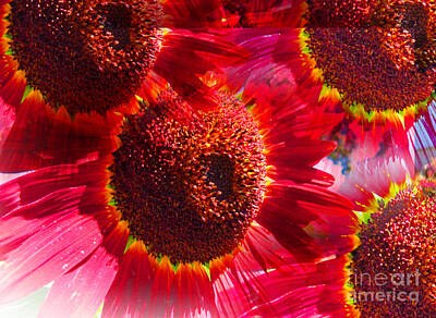 1-black And White Beach - Red Sunflowerburst by Tina M Wenger