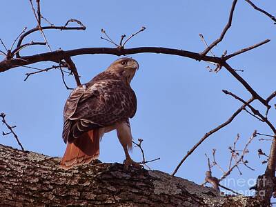 Nighttime Street Photography Rights Managed Images - Red Tailed Hawk in a Tree Royalty-Free Image by Christine Stack